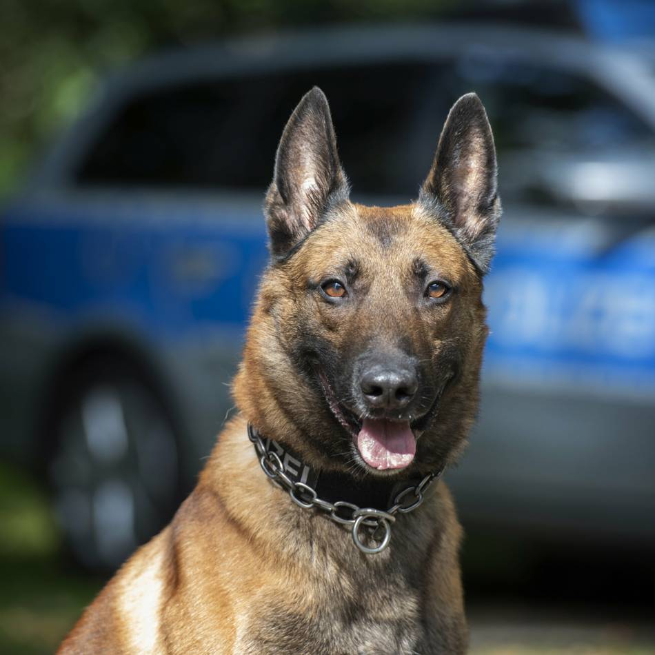 Einsatz in Grevenbroich: Polizeihund erschnüffelt Einbrecher, der sich hinter Schrank versteckt