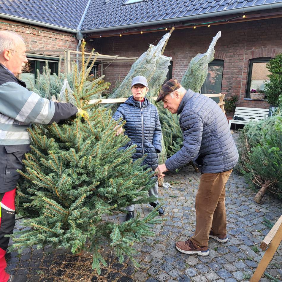 Weihnachtsbäume aus Meerbusch: „Für einen perfekten Wuchs sind wir das ganze Jahr beschäftigt“