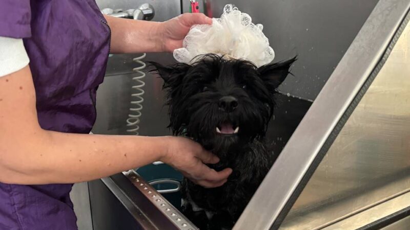 Hundesalons in Mönchengladbach
: Sie macht Terrier Duke die Haare schön