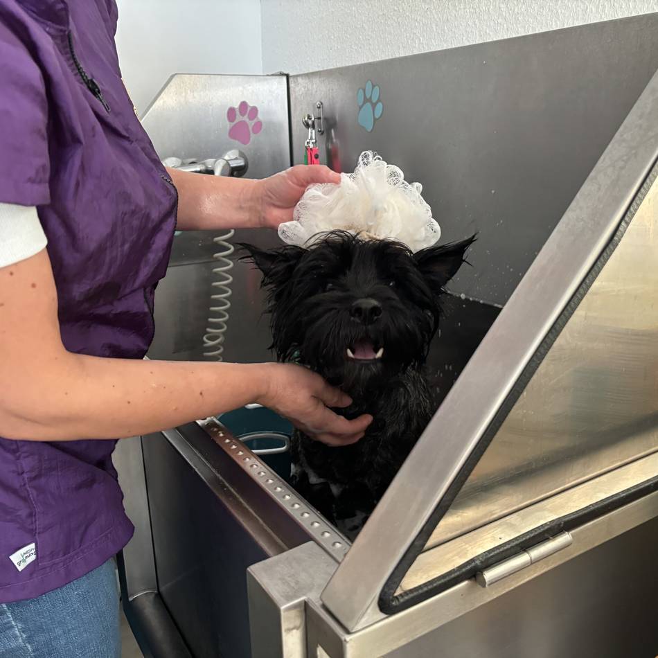 Hundesalons in Mönchengladbach
: Sie macht Terrier Duke die Haare schön