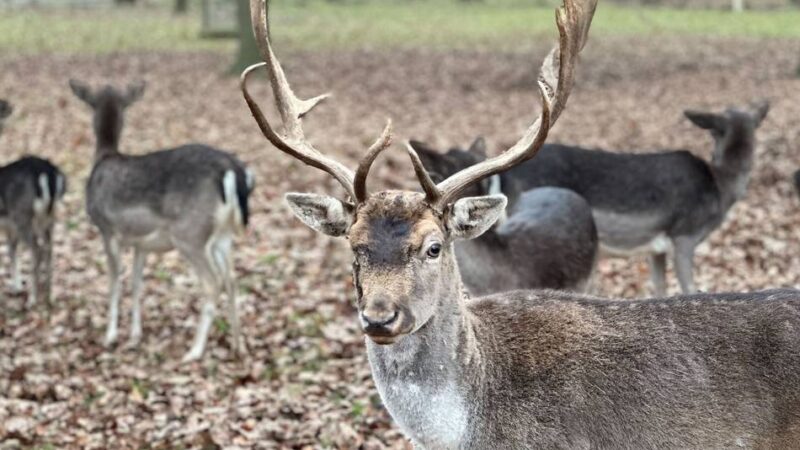 Hirsche im Wildfreigehege Bend: Startklar für Weihnachten – das ist „Rudolph“ aus Grevenbroich