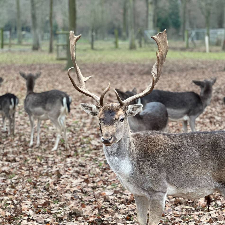 Hirsche im Wildfreigehege Bend: Startklar für Weihnachten – das ist „Rudolph“ aus Grevenbroich