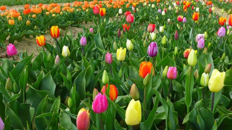 Ehrenamtliches Projekt: Neuer Bildband zeigt Grevenbroich aus 180 Perspektiven