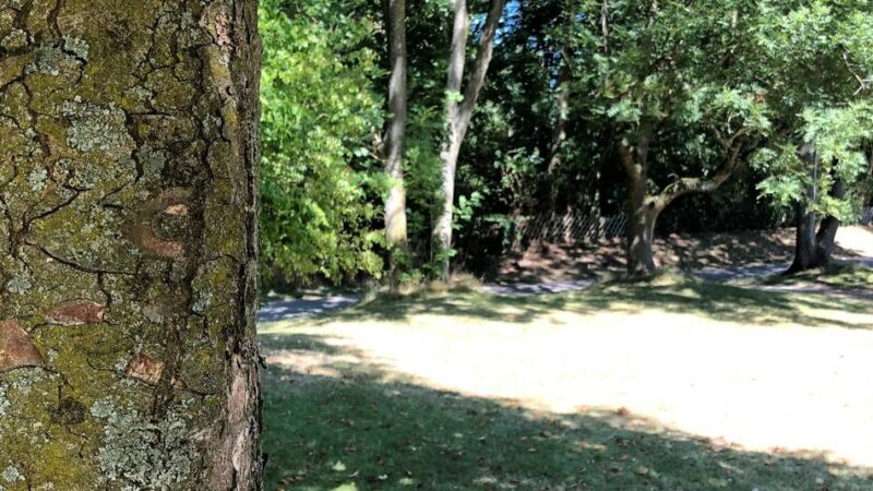 Folgen des Klimawandels: Stadt Erkelenz muss 80 Bäume fällen