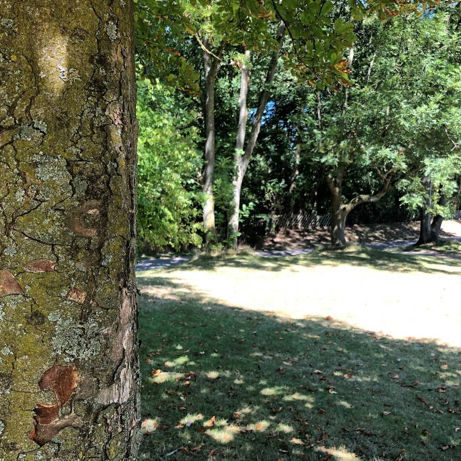 Folgen des Klimawandels: Stadt Erkelenz muss 80 Bäume fällen