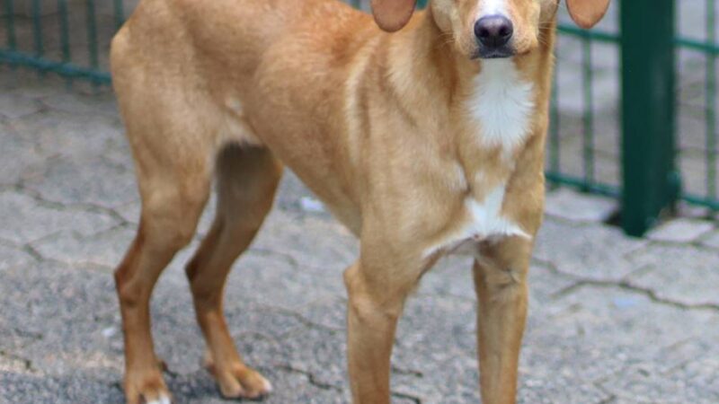 Tier der Woche in Wermelskirchen: Anjel sucht geduldige und erfahrene Herzensmenschen