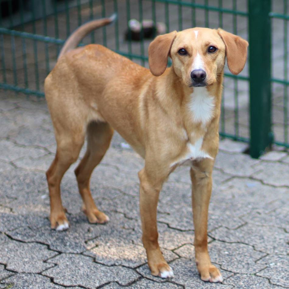 Tier der Woche in Wermelskirchen: Anjel sucht geduldige und erfahrene Herzensmenschen