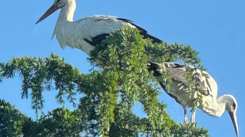 Die meistgelesenen Stücke 2025: Geschichten, über die Dormagen gesprochen hat