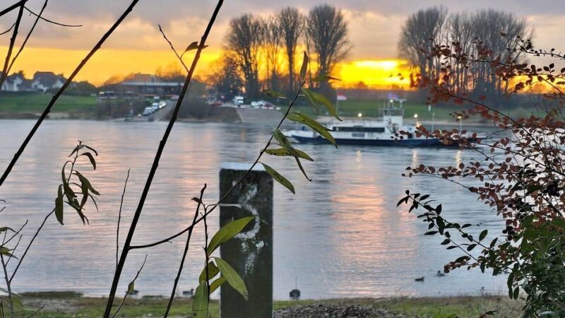 Grünflächenpflege in Leverkusen: Verwilderte Rheinfront verärgert Anwohner