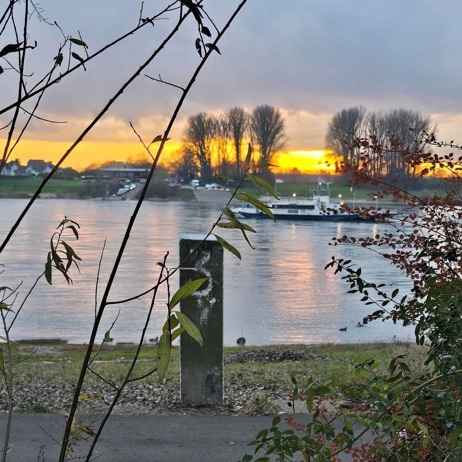 Grünflächenpflege in Leverkusen: Verwilderte Rheinfront verärgert Anwohner