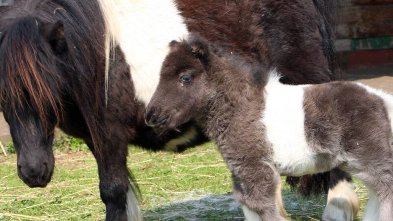 Im Stadtteil Duissern: Ausgebüxte Pferde bremsen Verkehr in Duisburg aus