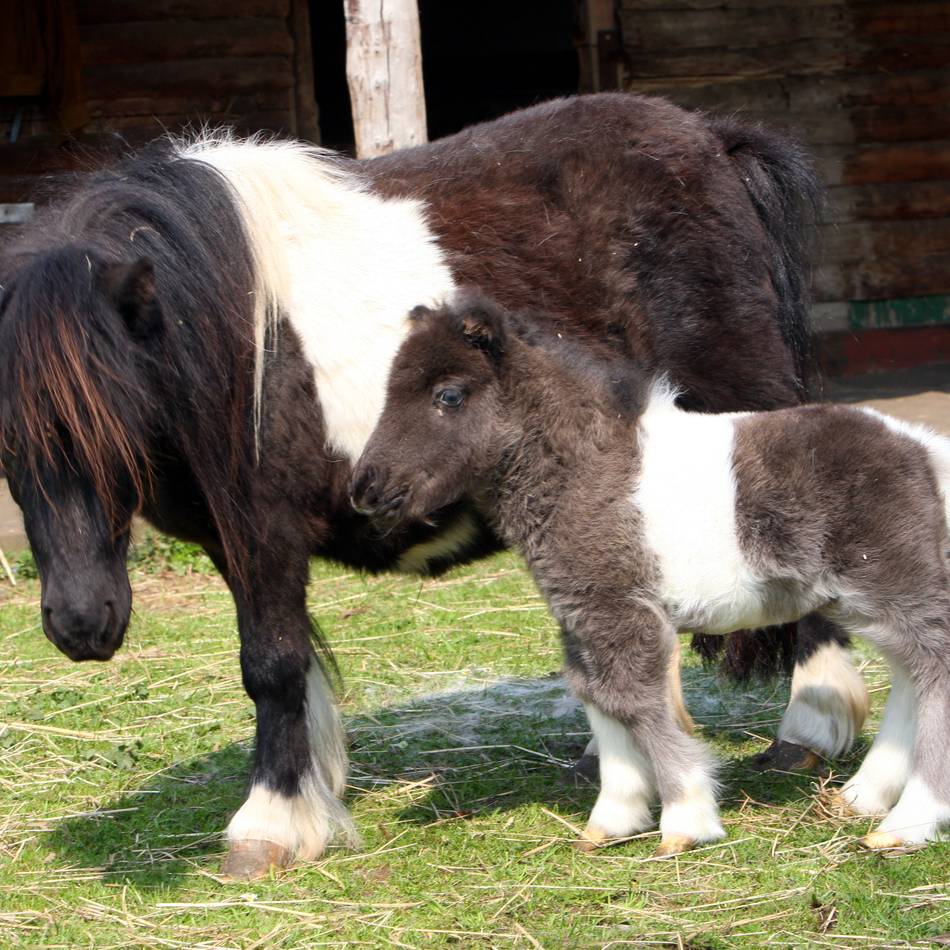 Im Stadtteil Duissern: Ausgebüxte Pferde bremsen Verkehr in Duisburg aus