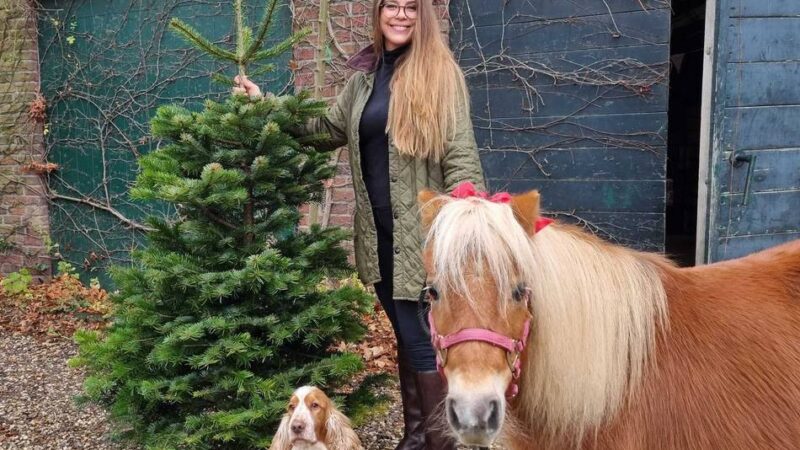 Nordmanntanne bleibt Favorit: Mit Wasser und frischer Luft – wie Weihnachtsbäume lange halten