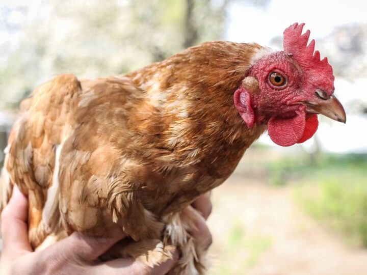 Geflügelpest-Ausbruch im Kreis Viersen: Geflügel muss jetzt in den Stall