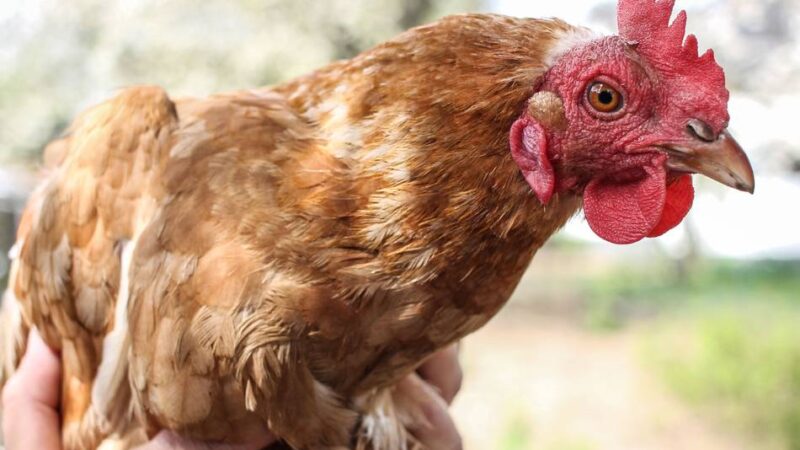 Geflügelpest-Ausbruch im Kreis Viersen: Geflügel muss jetzt in den Stall