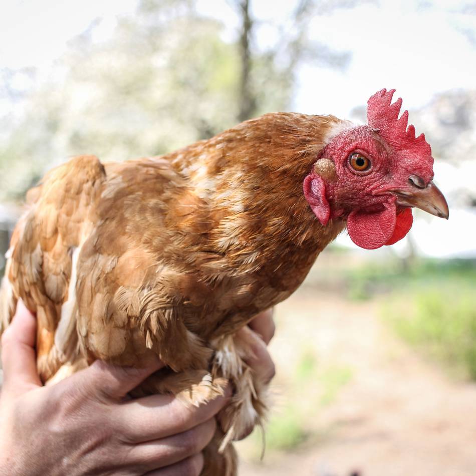 Geflügelpest-Ausbruch im Kreis Viersen: Geflügel muss jetzt in den Stall