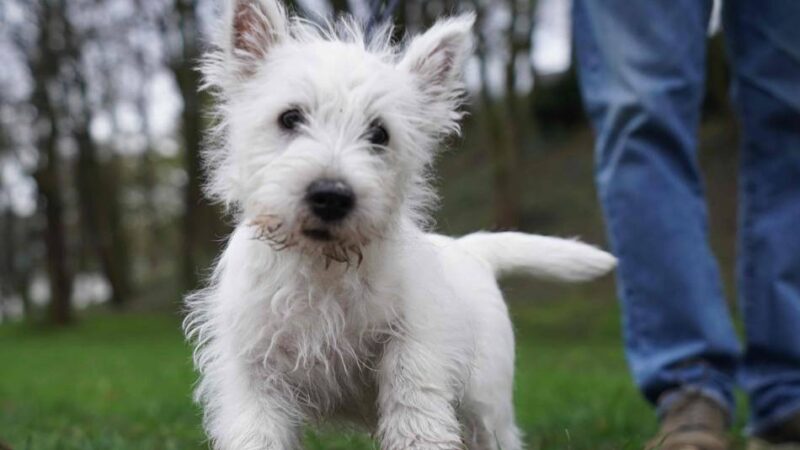 Steuererhöhung in Sonsbeck: Hundehalter sollen ab 2026 mehr zahlen