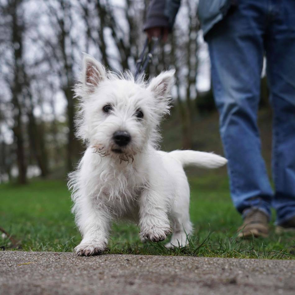 Steuererhöhung in Sonsbeck: Hundehalter sollen ab 2026 mehr zahlen