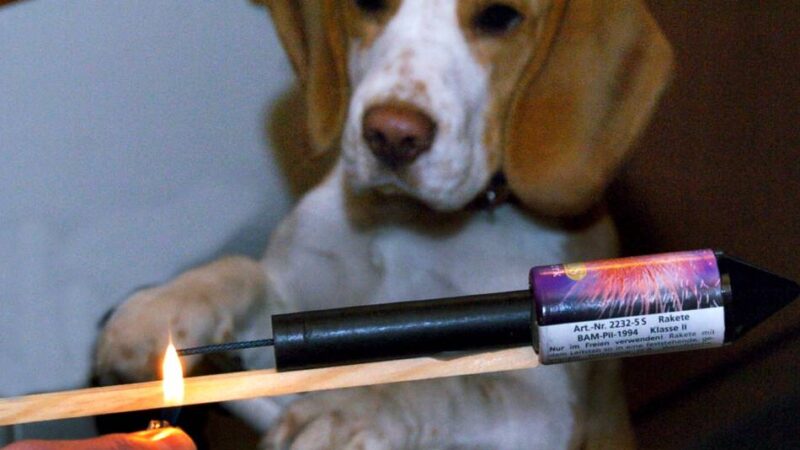 Tipps von Tierschützern aus Weeze: So überstehen Hund und Katze den Böllerstress zu Silvester