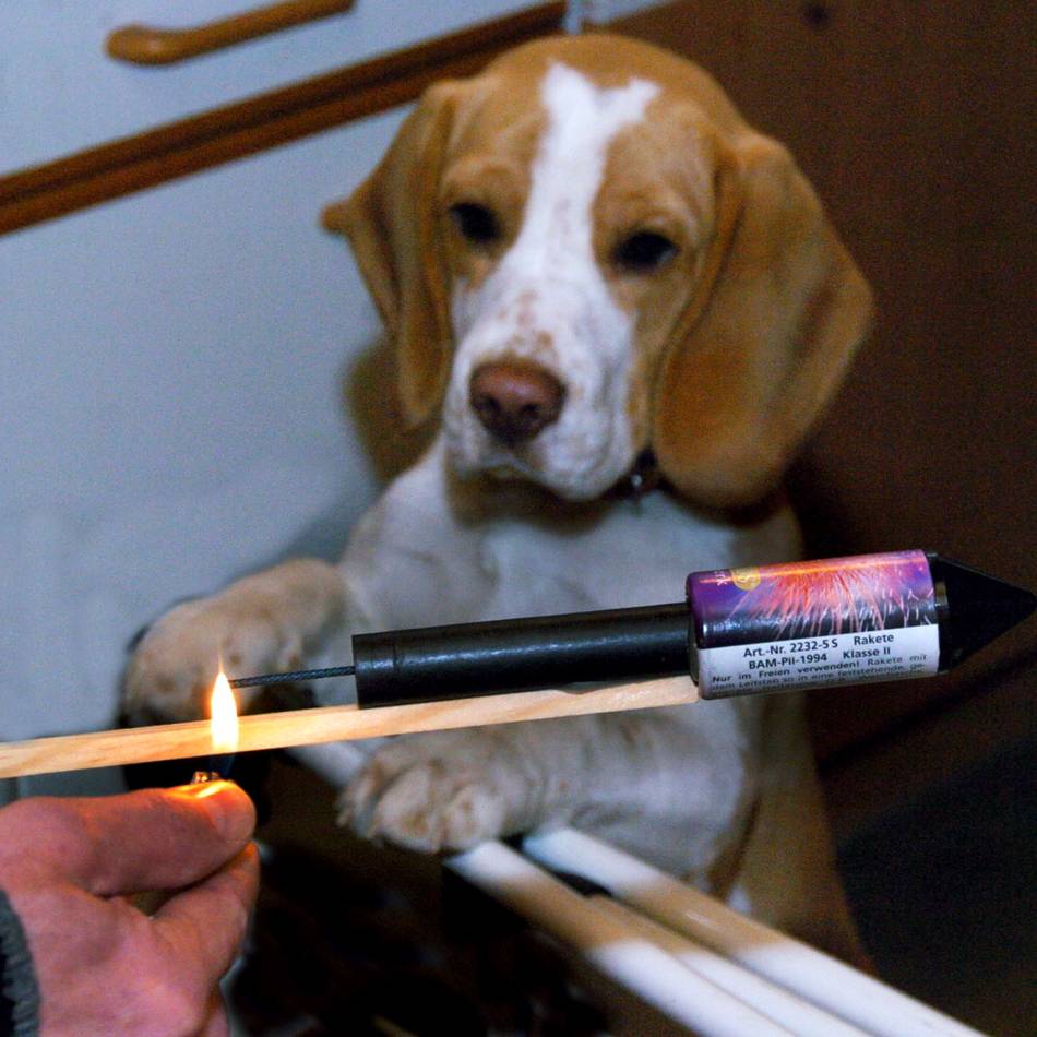 Tipps von Tierschützern aus Weeze: So überstehen Hund und Katze den Böllerstress zu Silvester