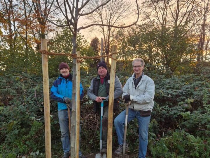 Baumpflanzchallenge in Rheinberg: Bürgerverein Budberg setzt einen Walnussbaum im Wohngebiet