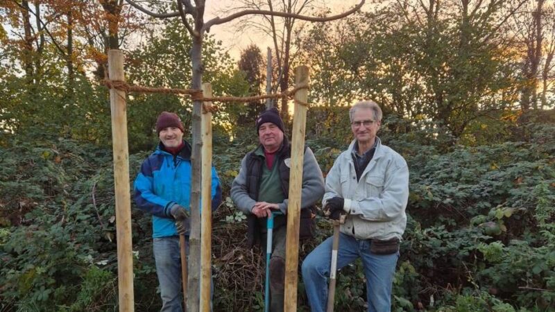 Baumpflanzchallenge in Rheinberg: Bürgerverein Budberg setzt einen Walnussbaum im Wohngebiet