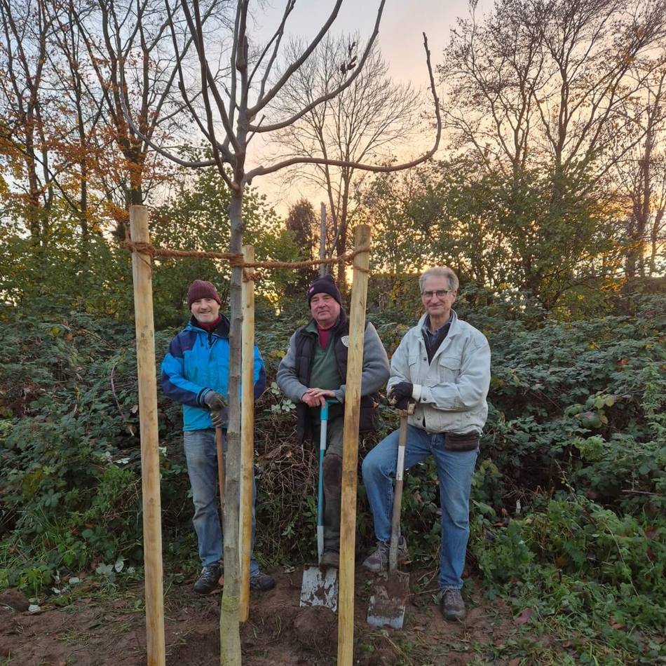Baumpflanzchallenge in Rheinberg: Bürgerverein Budberg setzt einen Walnussbaum im Wohngebiet