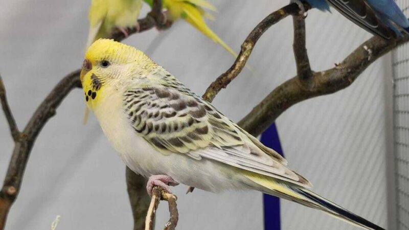 Tierschutz im Kreis Mettmann: Gemeinsamer Appell: Tiere sind als Geschenk tabu