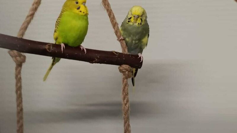 Tiere der Woche aus Hilden: Wellensittiche Crazy und Uschi sind unzertrennlich