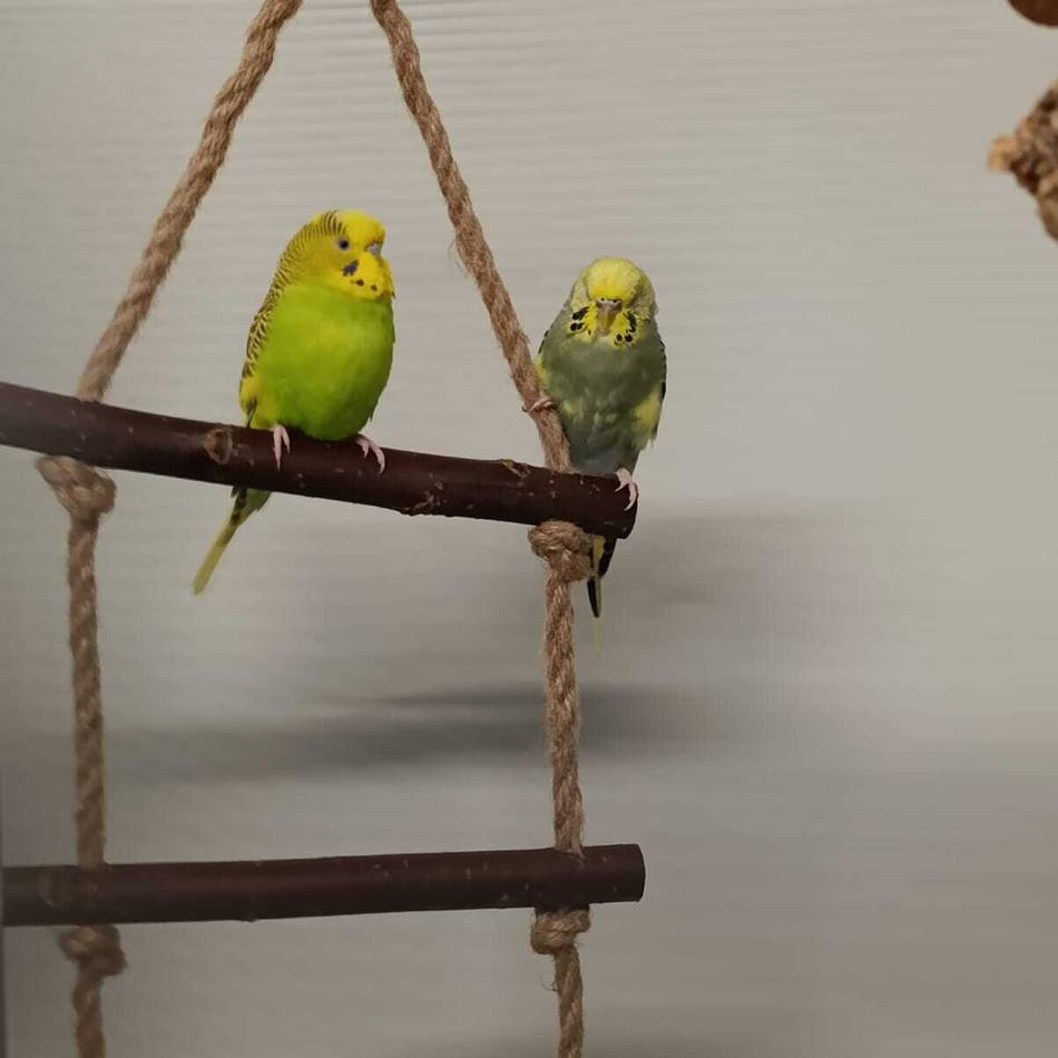 Tiere der Woche aus Hilden: Wellensittiche Crazy und Uschi sind unzertrennlich