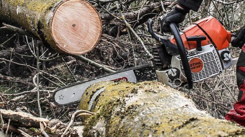 Polizei stoppt illegale Fällaktion in Neuss: Mutmaßliche Holzdiebe in Holzheim gefasst