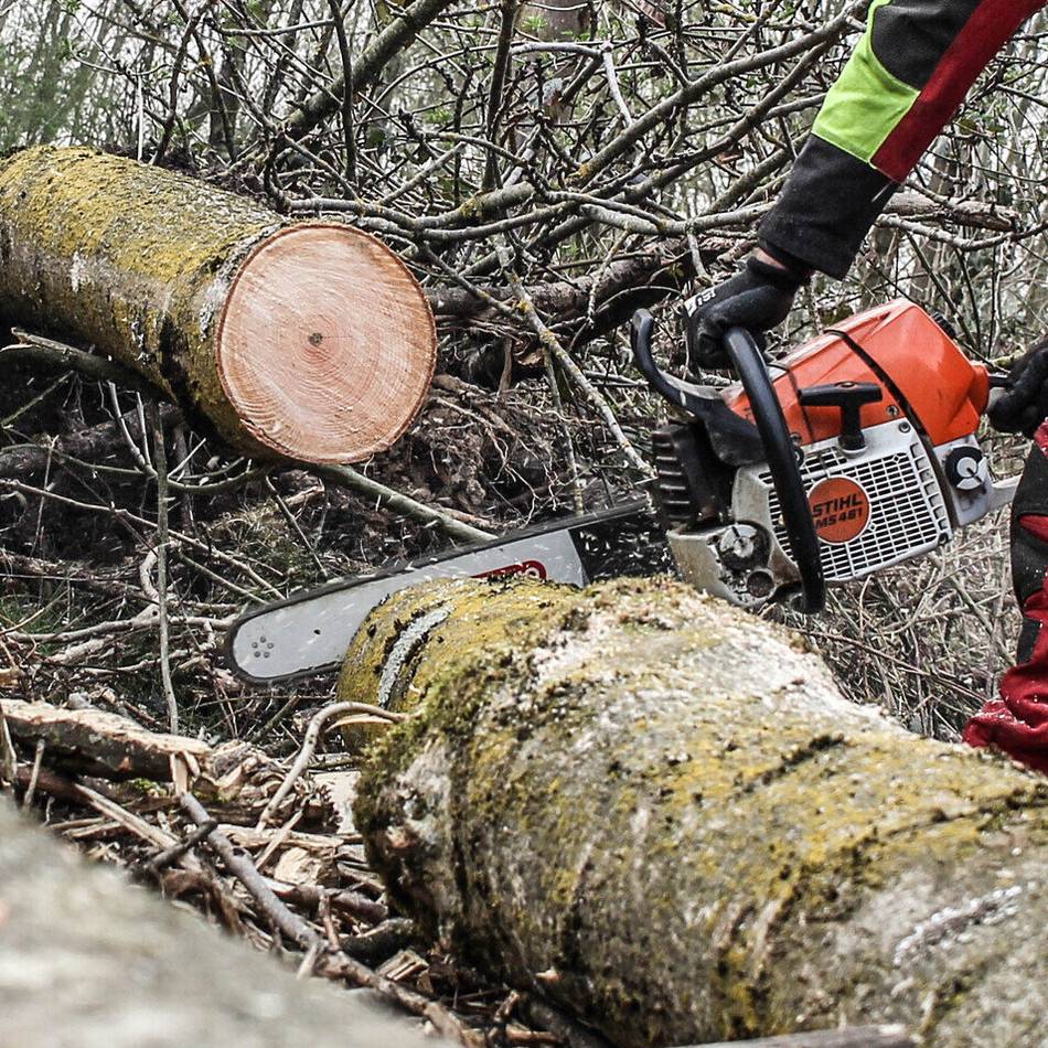 Polizei stoppt illegale Fällaktion in Neuss: Mutmaßliche Holzdiebe in Holzheim gefasst
