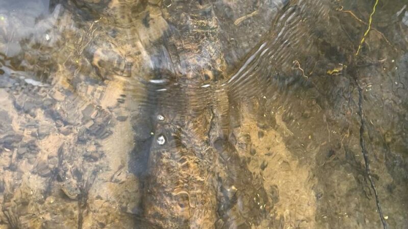 Granate musste gesprengt werden: Angler findet Blindgänger aus dem Zweiten Weltkrieg