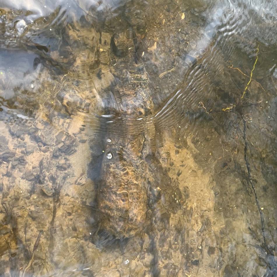 Granate musste gesprengt werden: Angler findet Blindgänger aus dem Zweiten Weltkrieg