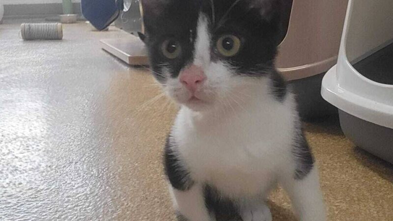 Tier der Woche: Drei verschmuste Samtpfoten suchen ihren Katzenkuschler