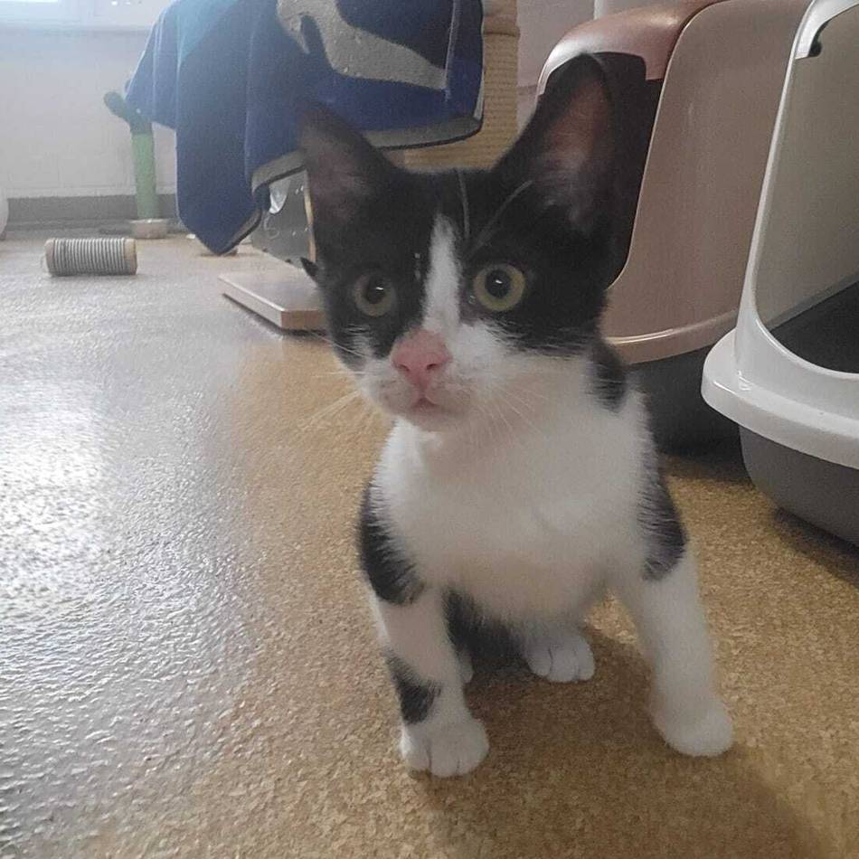 Tier der Woche: Drei verschmuste Samtpfoten suchen ihren Katzenkuschler