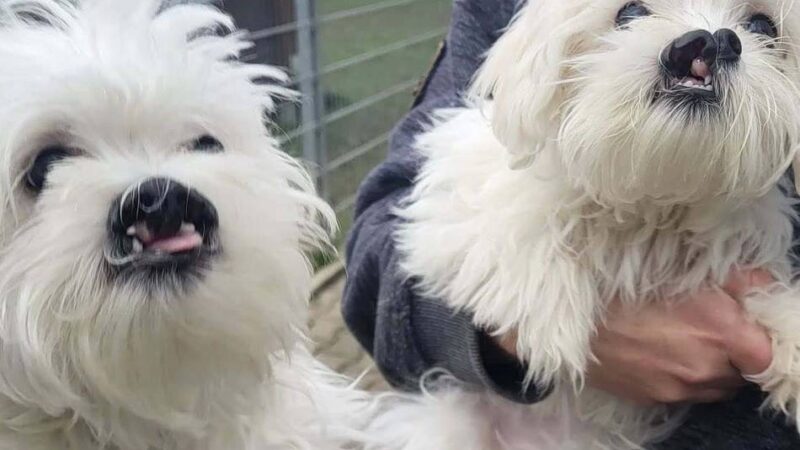 Wut-Posting des Tierheims Düsseldorf: „Die Kaltschnäuzigkeit der Gesellschaft kotzt uns unfassbar an“