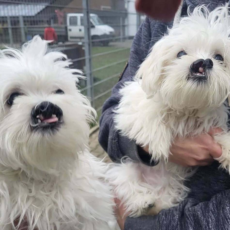 Wut-Posting des Tierheims Düsseldorf: „Die Kaltschnäuzigkeit der Gesellschaft kotzt uns unfassbar an“