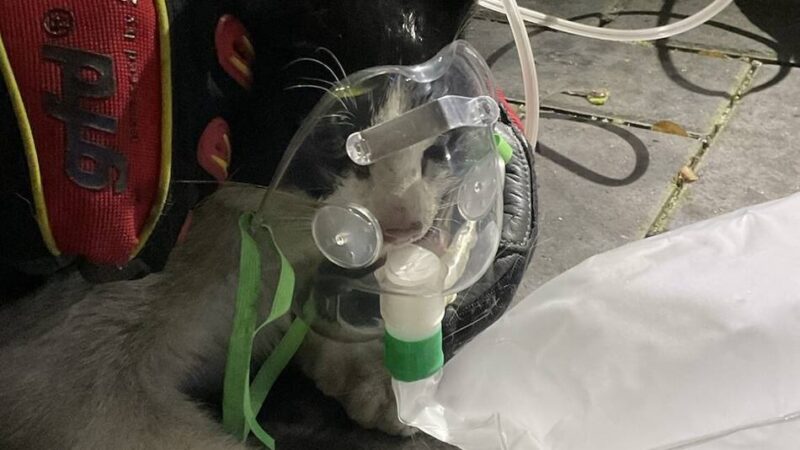 Kellerbrand in Alpen: Feuerwehr rettet Katze aus verrauchtem Haus und päppelt sie mit Sauerstoff auf