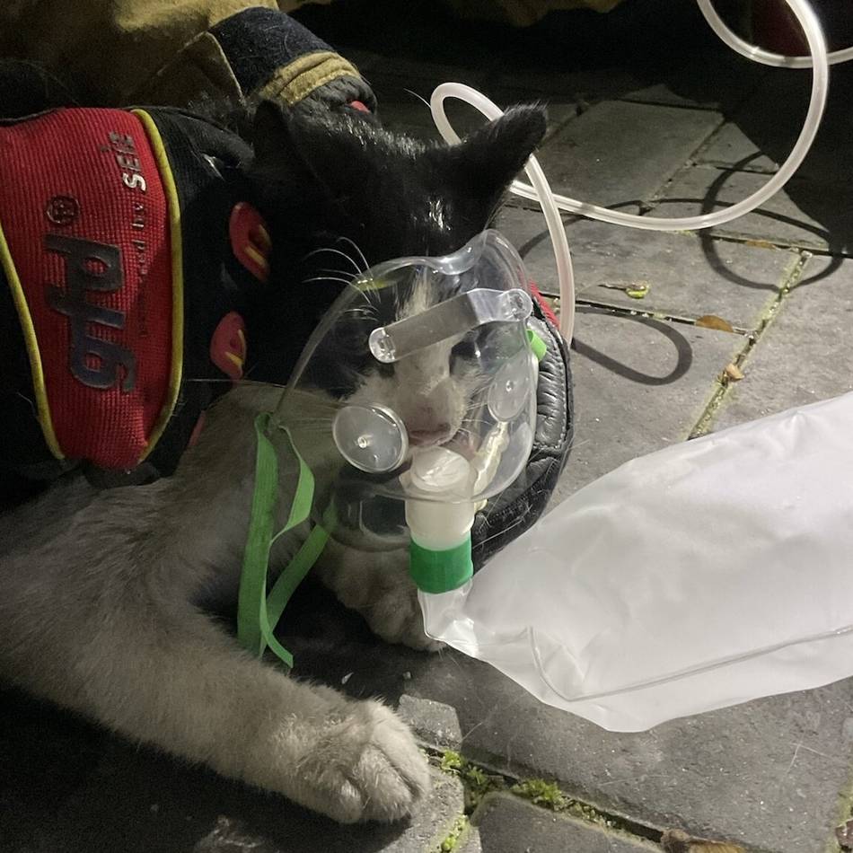 Kellerbrand in Alpen: Feuerwehr rettet Katze aus verrauchtem Haus und päppelt sie mit Sauerstoff auf