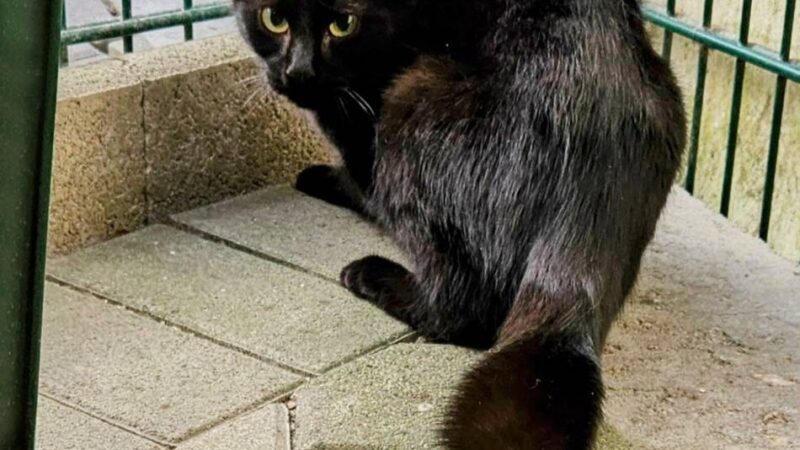 Tier der Woche in Wermelskirchen: Ein liebevolles Zuhause für die schöne, aber scheue Kimba