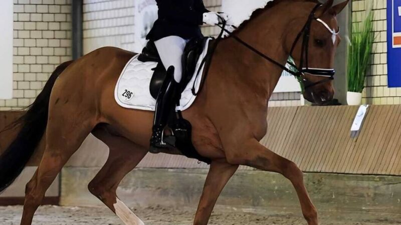 Reitsport im Winter: Beim Reiterverein Sevelen sitzt der Nikolaus auf der Richterbank