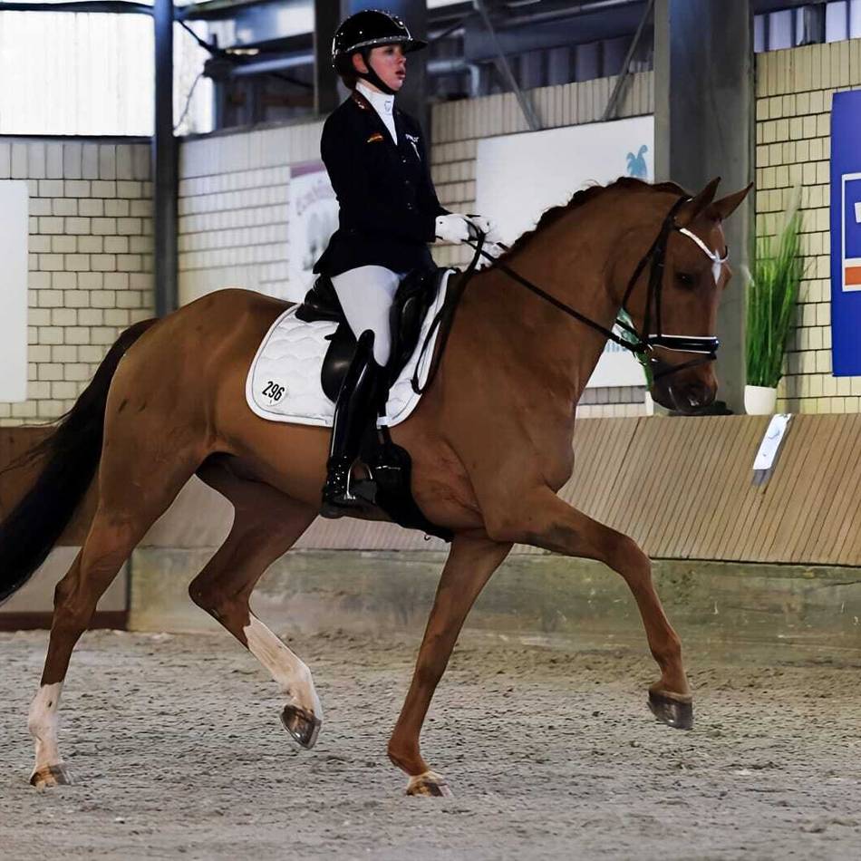 Reitsport im Winter: Beim Reiterverein Sevelen sitzt der Nikolaus auf der Richterbank