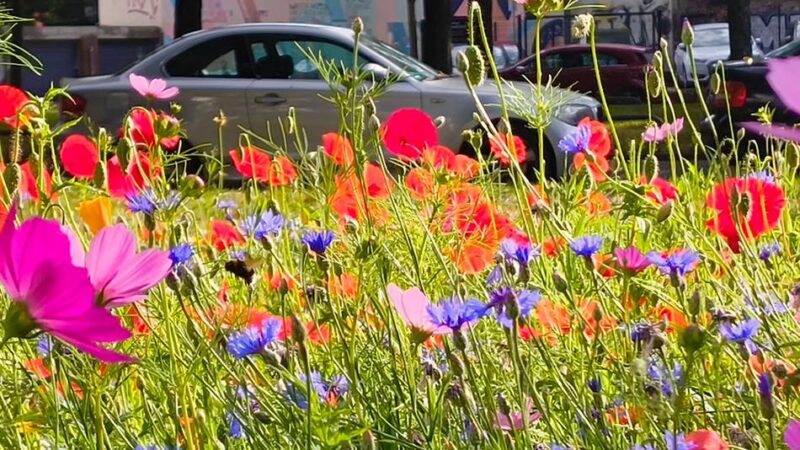 Hochschule Niederrhein in Krefeld: Ein Garten für die Nachbarschaft