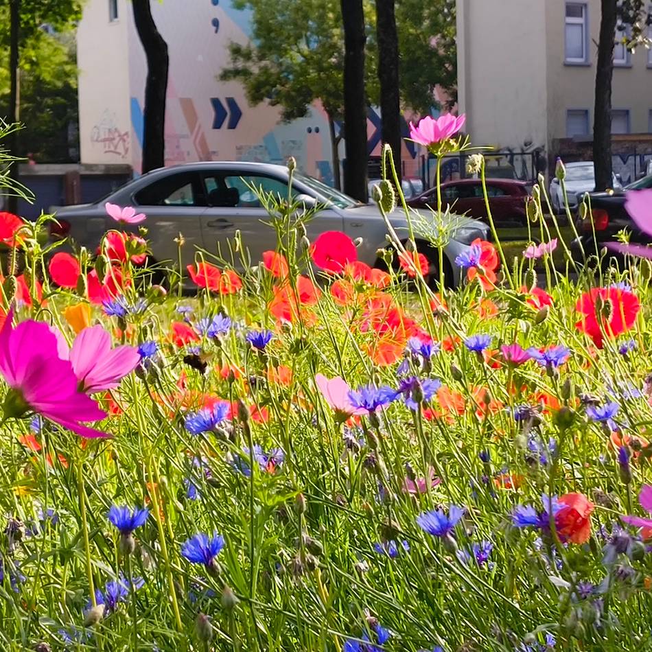 Hochschule Niederrhein in Krefeld: Ein Garten für die Nachbarschaft
