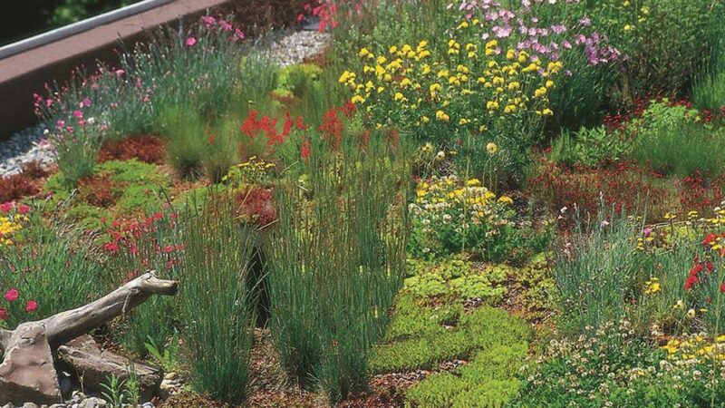 Förderung möglich: Goch hilft beim Verschönern von Haus- und Hofflächen