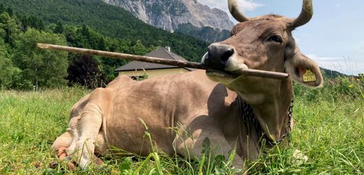 Kuh Veronika: Biologin hat Gebrauch von Stöckern und Besen bei einem Rind untersucht