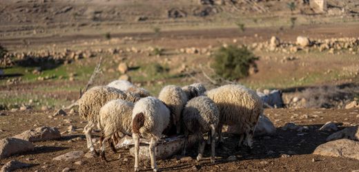 Israel: Soldaten stehlen 250 Ziegen aus Syrien und bringen sie ins Westjordanland