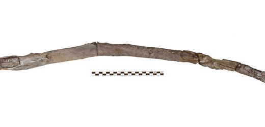 Griechenland: Vielleicht älteste Holzwerkzeuge der Menschheit entdeckt