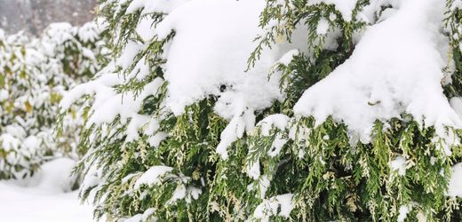 Sulzbach-Rosenberg: Vermisster Junge versteckte sich aus Angst vor Monstern unter schneebedeckter Thuja-Hecke